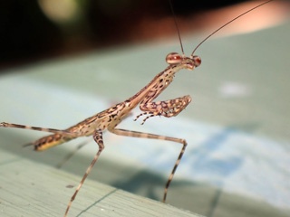 Praying mantis
